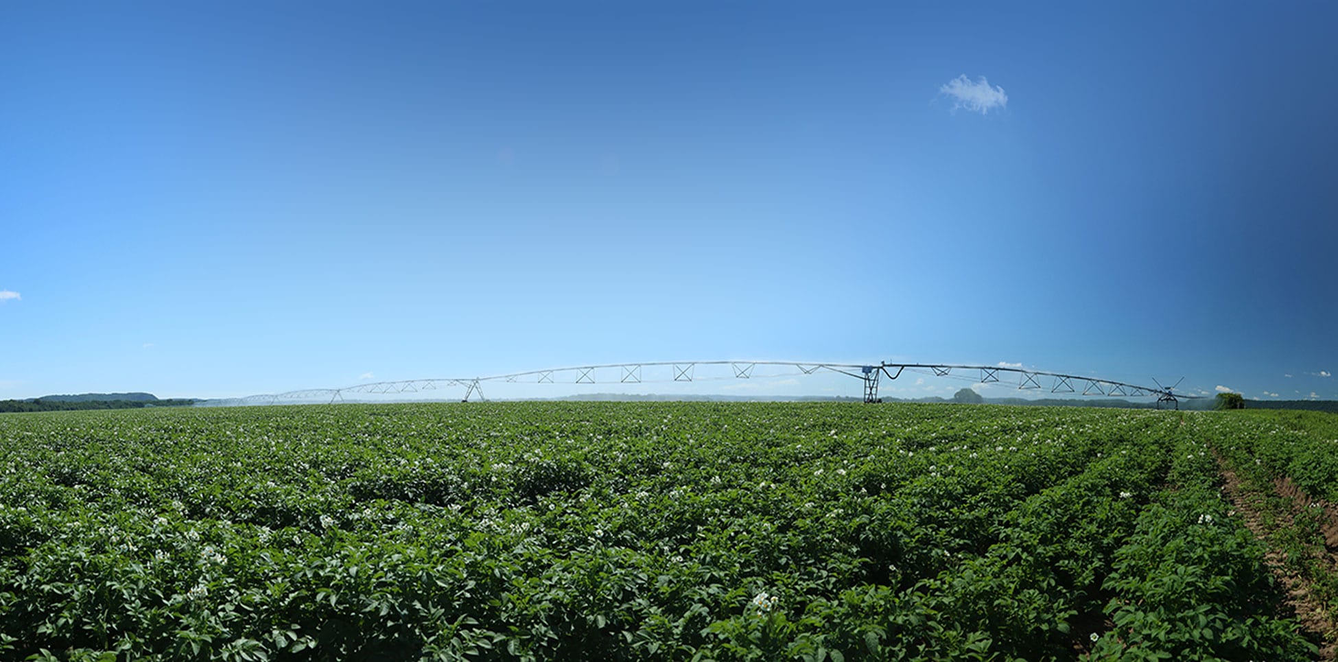 potato_field_4 Wisconsin Potatoes