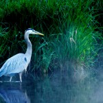 Crane