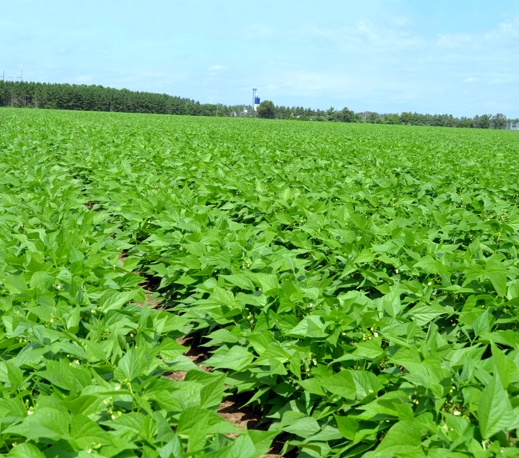 Snap Bean Field - Wisconsin Potatoes