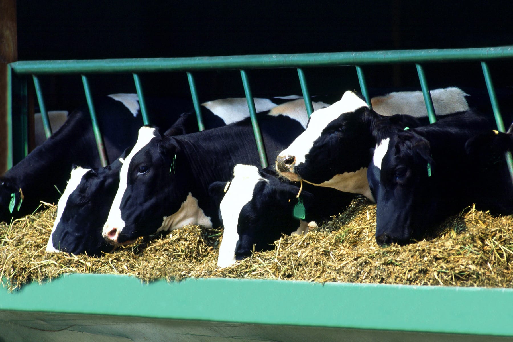 WI Dairy Cows Wisconsin Potatoes