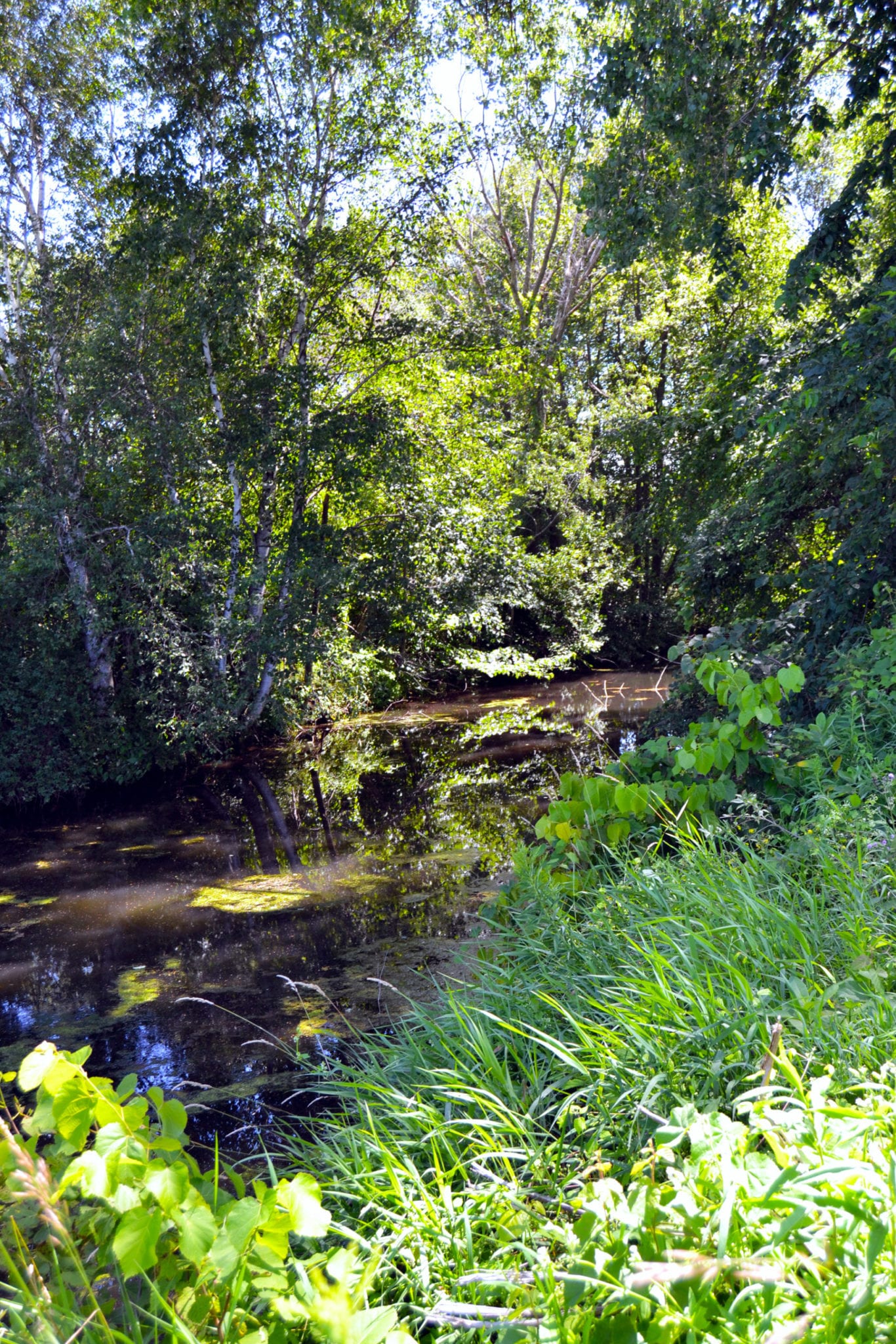 Little Plover River Wisconsin Potatoes
