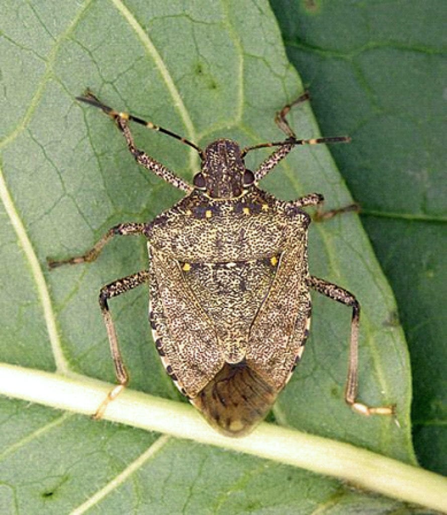 Adult Brown Marmorated Stink Bug Wisconsin Potatoes