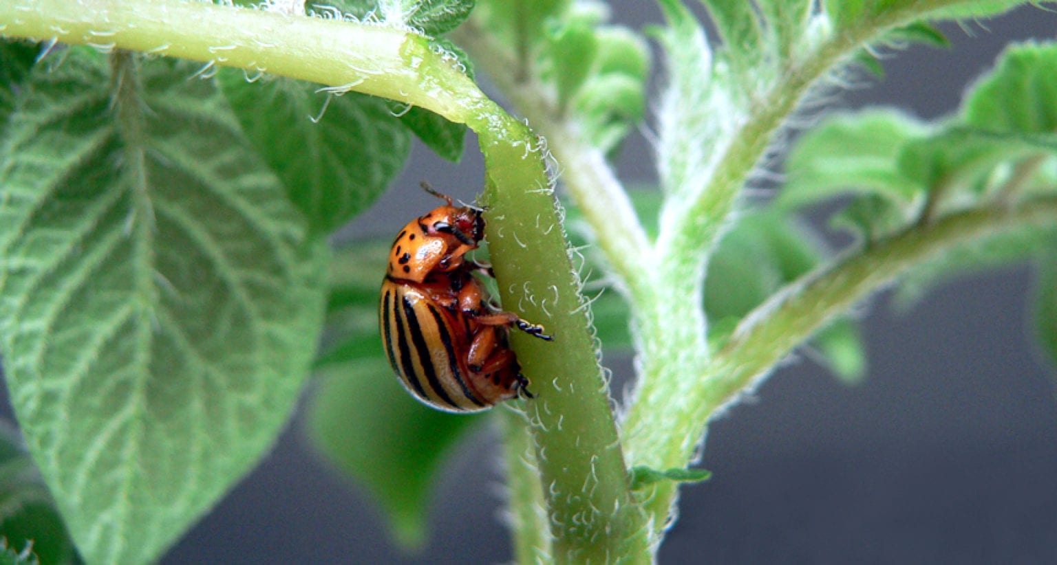 Potato Bug Wisconsin Potatoes