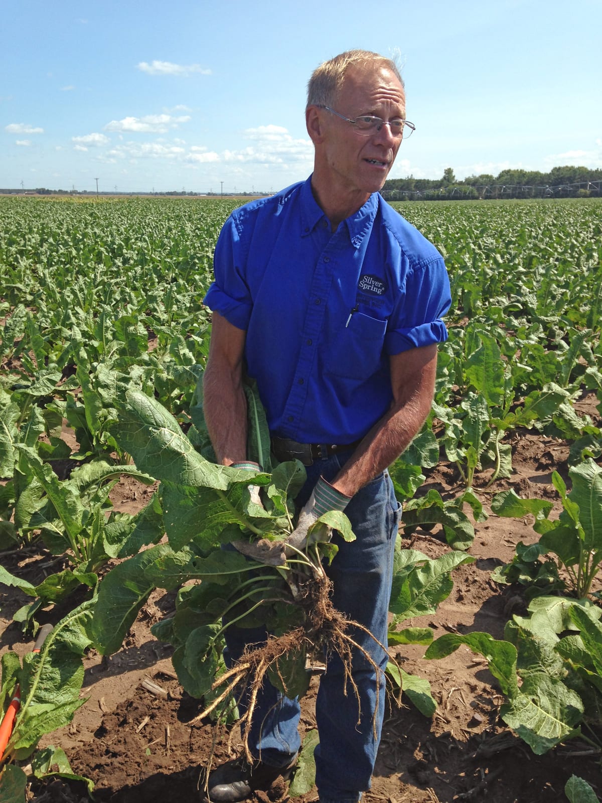 Horseradish Kings of the World Wisconsin Potato and Vegetable Growers