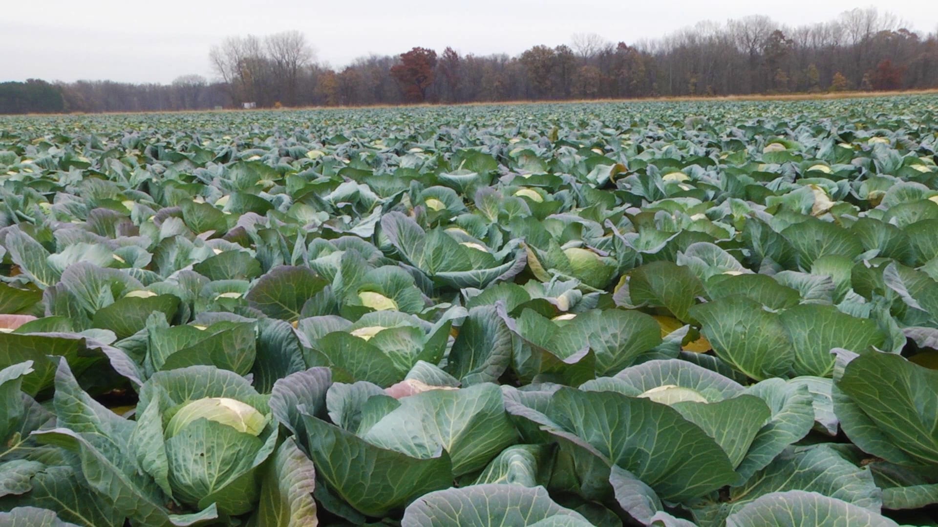 Sauerkraut Company Reinvents Itself in the 21st Century Wisconsin