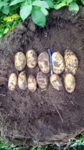 Lakeview Russet Potatoes