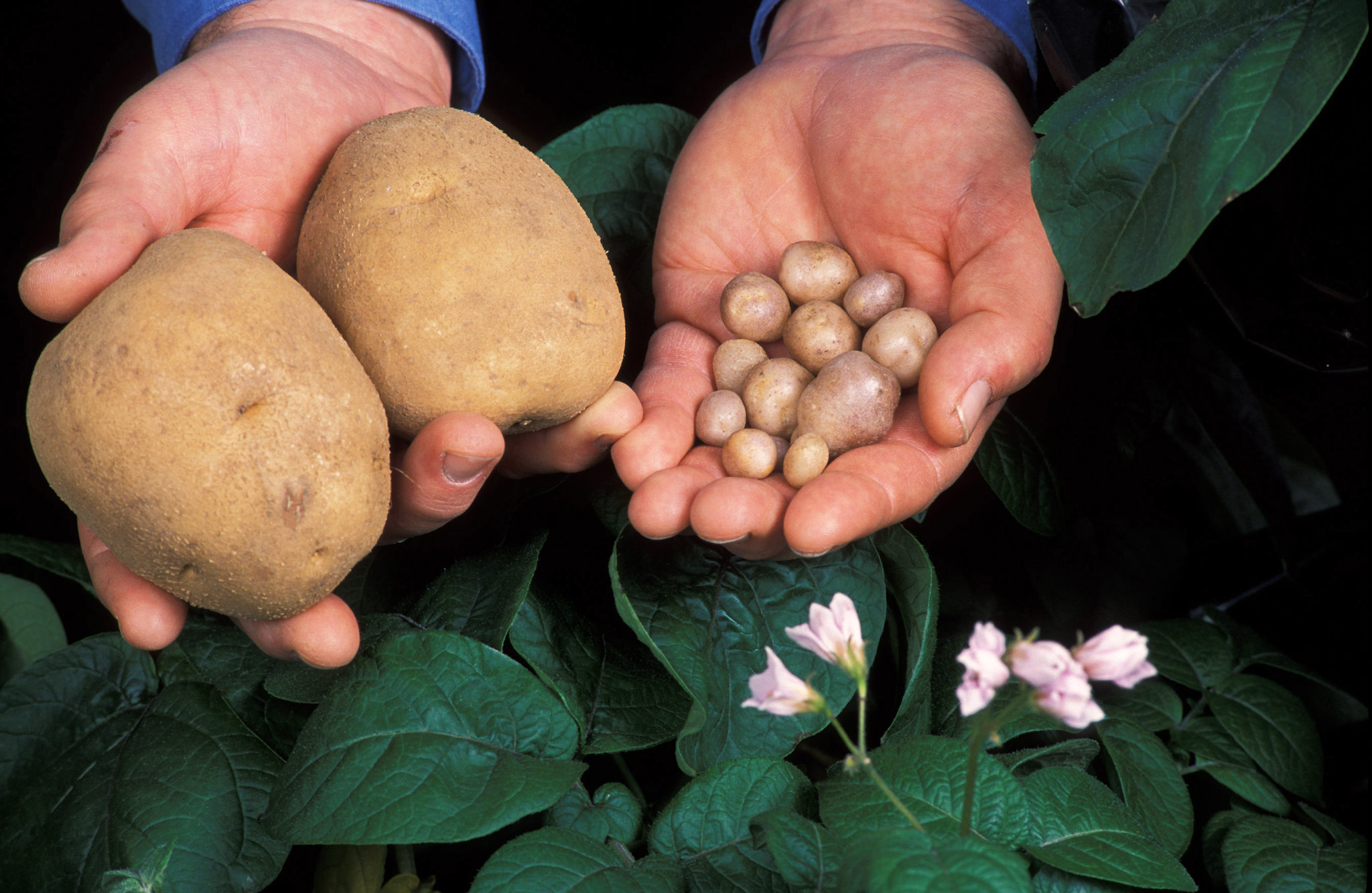 Wild Potatoes Pull Late Blight Guard Duty Wisconsin Potato and