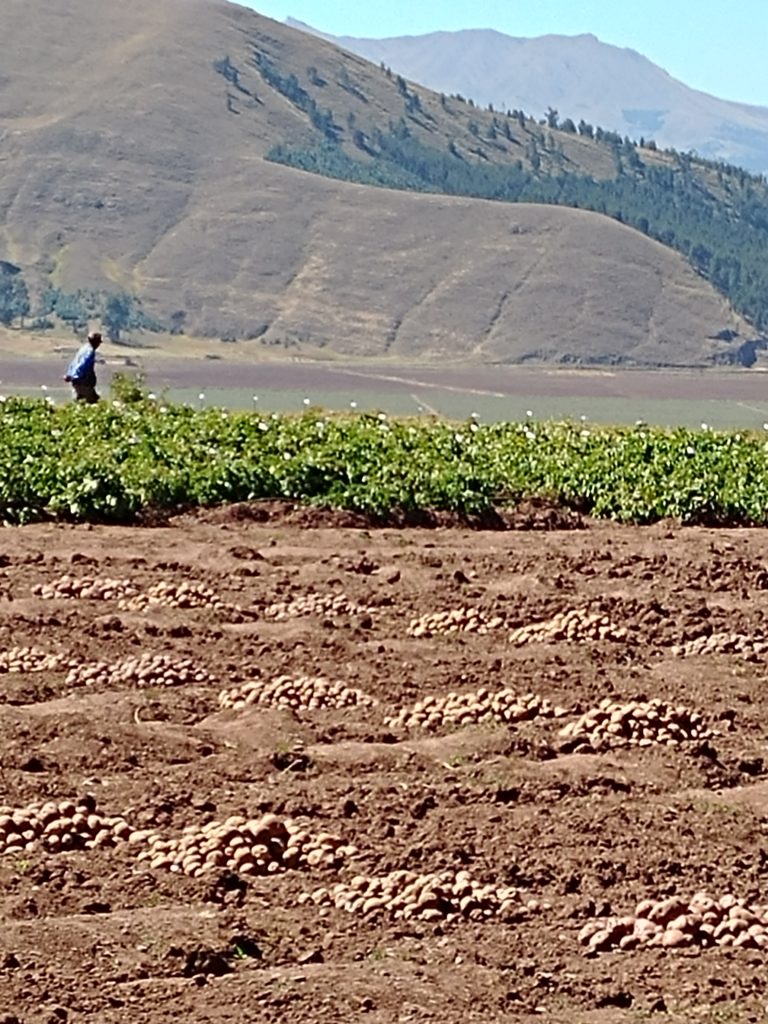 Potato, Man's Best Friend . . . for 8,000 Years! Wisconsin Potato and