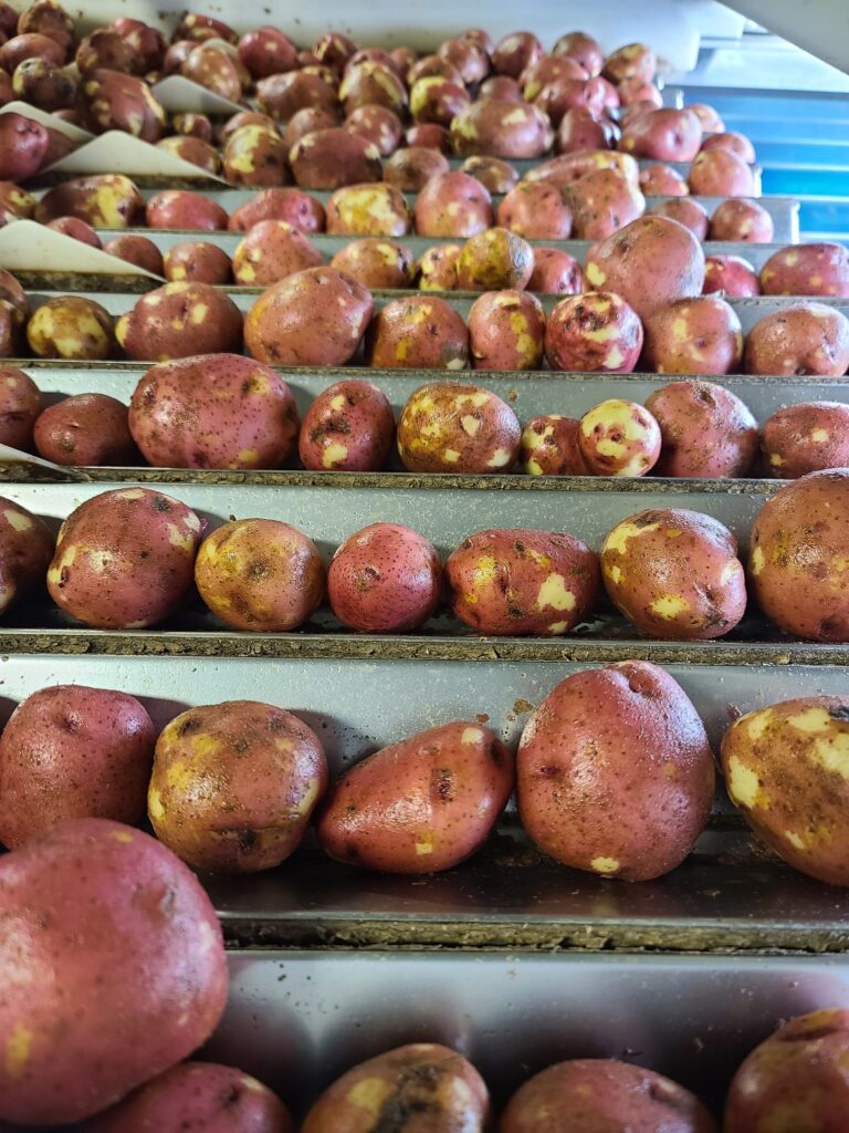 Potatoes being sorted
