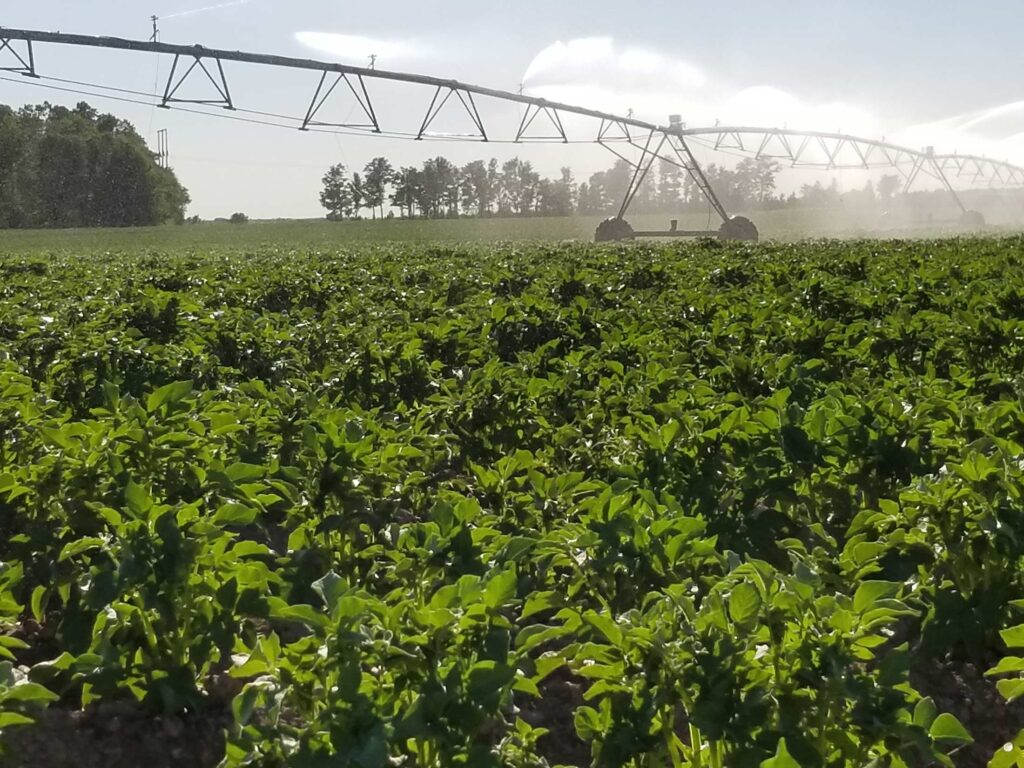 Irrigation in potato field
