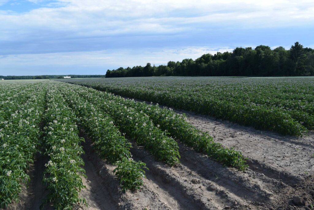 Potato field with two varieties